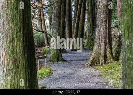 A gravel path through an old stand of cryptomeria (sugi) on the historic Tōkaidō near Hakone, Kanagawa Prefecture, Japan. The moss-covered trunks of the Japanese cedars, which were planted in the 17th century along the Edo-period highway, flank one of the best-preserved original sections of the Tokaido; the forest is a protected nature reserve Stock Photo