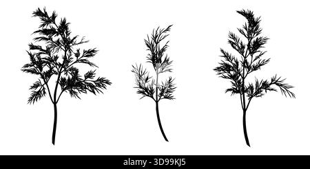 Dill plant monochrome botanical fragrant herbs set, clip art drawing isolated. Graphic hand drawn ink vector Stock Vector