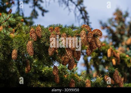 Green spruce tree branch with needles and many cones. Many cones on spruce, close up Stock Photo