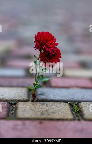 Red chrysanthemum growing through paving stones on street, close up. Flower growing on paving stone road background Stock Photo