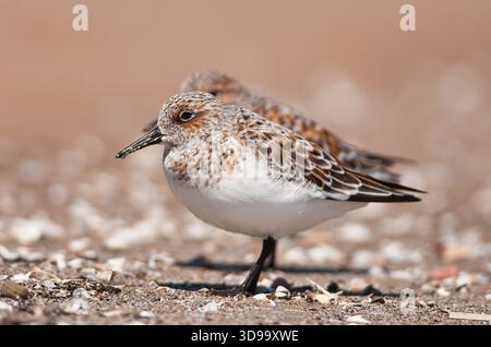Sanderling (Calidris alba) foraging along the shoreline at North Beach in Racine, Wisconsin during spring migration. Stock Photo
