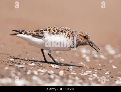 Sanderling (Calidris alba) foraging along the shoreline at North Beach in Racine, Wisconsin during spring migration. Stock Photo