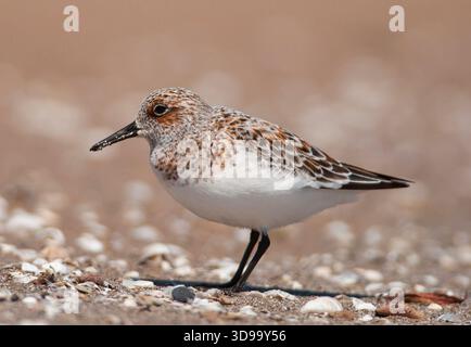 Sanderling (Calidris alba) foraging along the shoreline at North Beach in Racine, Wisconsin during spring migration. Stock Photo