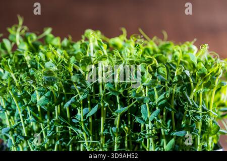Micro greens peas sprouts , close up. The concept of healthy eating and organic food Stock Photo