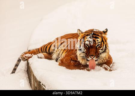 Malayan tiger (Panthera tigris jacksoni) lying on the snow and licking it Stock Photo