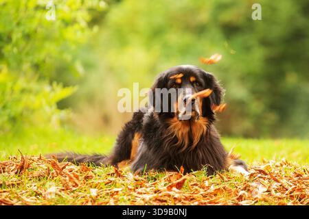 black and gold Hovie, dog hovawart and falling leaves obscure the view Stock Photo