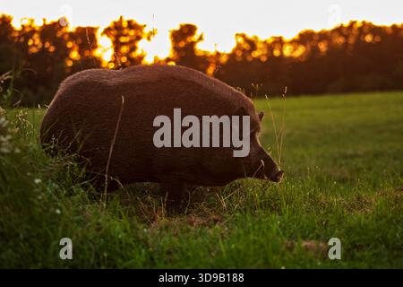 wild boar (Sus scrofa) meeting in the meadow during the early evening against the sunset Stock Photo