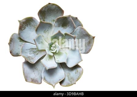 Echeveria plant isolated on white background, top view Stock Photo