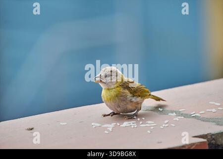 Female Saffron Chirihue canary in the foreground with copy space feeding on grains of rice on a flat surface Stock Photo