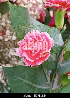 Close-up photograph of a carnation flower against a background of green leaves. Stock Photo
