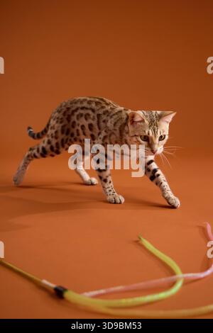 The Bengal kitten is walking near a string toy on the floor. It appears cautious and interested in its surroundings. Stock Photo