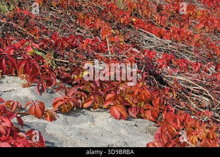 Rusted leaves of wild grape on a stone wall in autumn Stock Photo