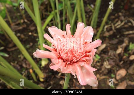 Bunga kecombrang hi-res stock photography and images - Alamy