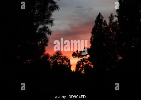 A vivid Chatsworth, California sunset glows in shades of red and orange behind the dark silhouettes of tall pine trees. Stock Photo