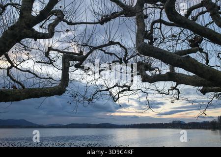 Winding tree branches of roof plane trees in front of a lake with cloudy sky in an evening mood, Radolfzell am Lake Constance, district of Konstanz, B Stock Photo