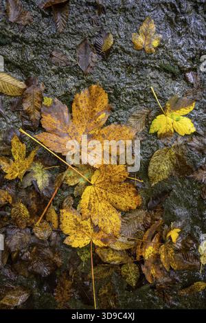 Autumn leaves in front of black rocks, Ospedaletto, Trentino, Italy Stock Photo