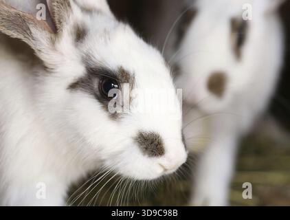White rabbit with blask spots. Close up Stock Photo