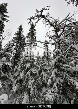 Large Dead Jack Pine in Frozen Forest Stock Photo