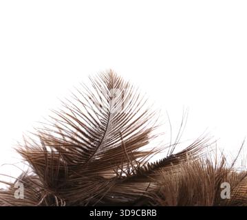 Brush ostrich feather close-up on the white background Stock Photo