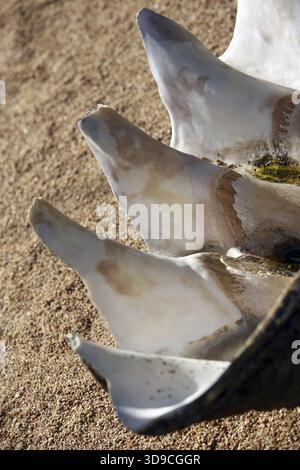 Big cockleshell isolated on sand Stock Photo