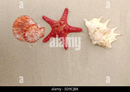 Red starfish and shells on sandy background Stock Photo