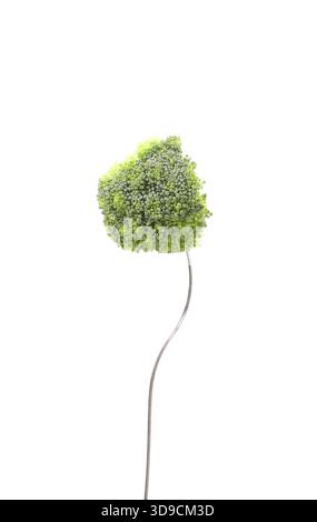 Broccoli floret on a fork isolated against white background Stock Photo