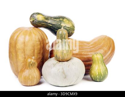 Different fresh pumpkins on white background Stock Photo - Alamy