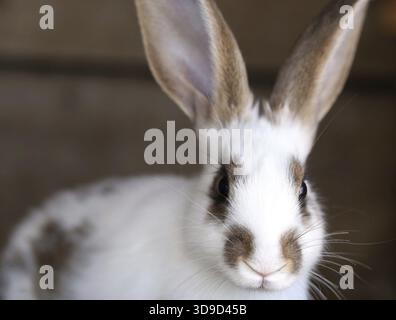 White rabbit with blask spots. Close up Stock Photo
