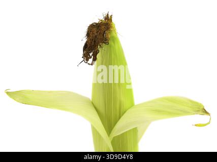 Top closed corncob. Isolated on a white background Stock Photo