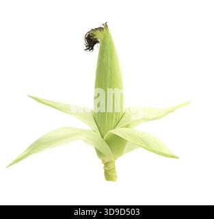 Top of closed corncob. Isolated on a white background Stock Photo
