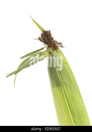 Top closed corncob. Isolated on a white background Stock Photo