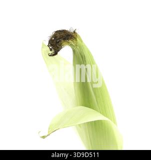 Top closed corncob. Isolated on a white background Stock Photo