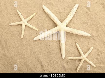 Three starfishes is located on sandy background Stock Photo