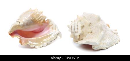 Two sea shells isolated on a white background Stock Photo