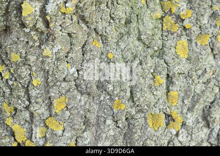 Yellow mold on the tree bark. Texture Stock Photo