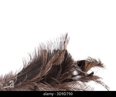 Brush ostrich feather close-up on the white background Stock Photo