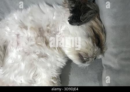 Close-up photo of a small white and brown dog sleeping on its back in a relaxed position Stock Photo