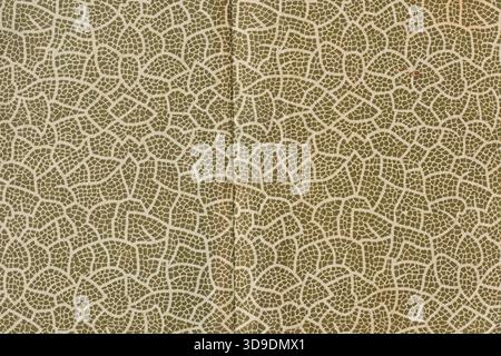 full-frame close-up of vintage decorative paper, dark olive green with abstract crackle pattern, old book endpaper texture with vertical crease Stock Photo