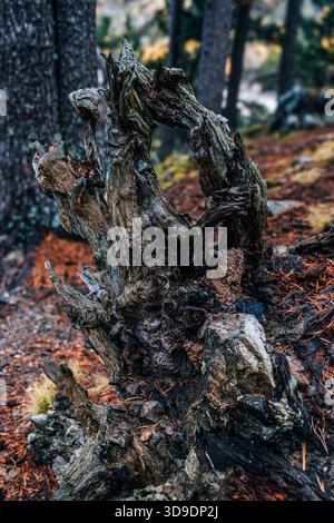 Weathered and Detailed Tree Stump in a Lush Pine Forest Stock Photo