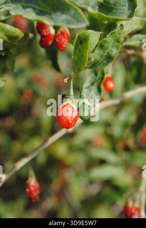 Closeup of an ant crawling on a dogberry in front of a blurry background Stock Photo