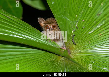 A spectral tarsier, Tarsius tarsier, peeks out from behind a large leaf ...