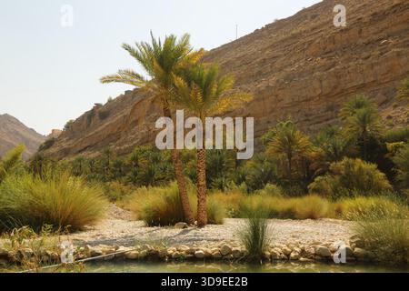 Palm trees and rocky desert landscape in Oman Stock Photo