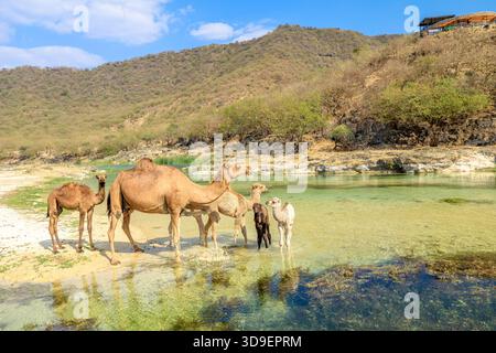 Camels and their young are finding refreshing water in the clear, shallow stream of Wadi Darbat, a vital oasis nestled within the arid mountains of Stock Photo