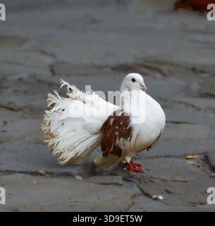 White and brown pigeon walks gracefully on cobblestone surface in a tranquil outdoor environment showcasing its elegance Stock Photo