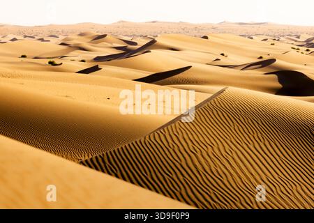 View of endless golden sand dunes stretch across the arid landscape, creating a mesmerizing pattern of light and shadow in Rub' al-Khali, United Arab Stock Photo