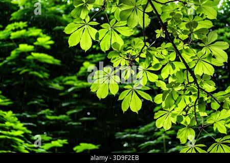 Rain drops on fresh green tree leaves on wet summer day Stock Photo
