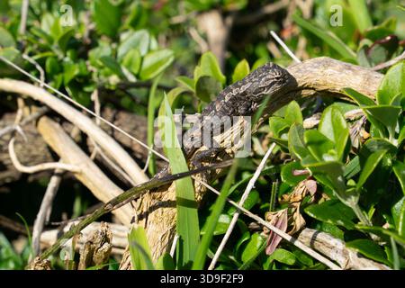A small, mottled brown and grey lizard rests camouflaged on a sunlit piece of wood, surrounded by vibrant green leaves. Stock Photo