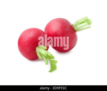 Two fresh ripe radishes isolated on white Stock Photo