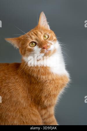 Ginger tabby cat on a grey background looks up. Animal portrait. Sitting posing. Beautiful funny pet. Stock Photo