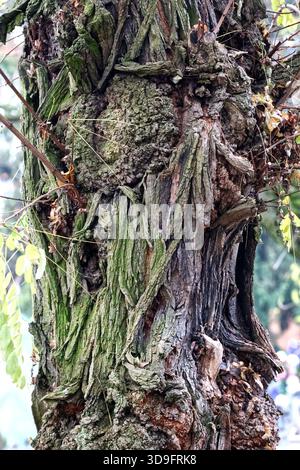Tree bark and root texture and moss Stock Photo - Alamy